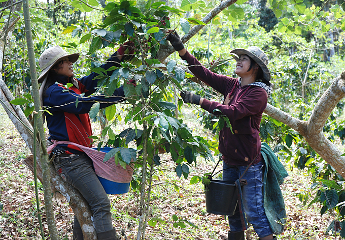 ethical coffee