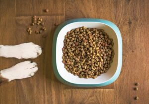 Balanced Diet Dogs tips