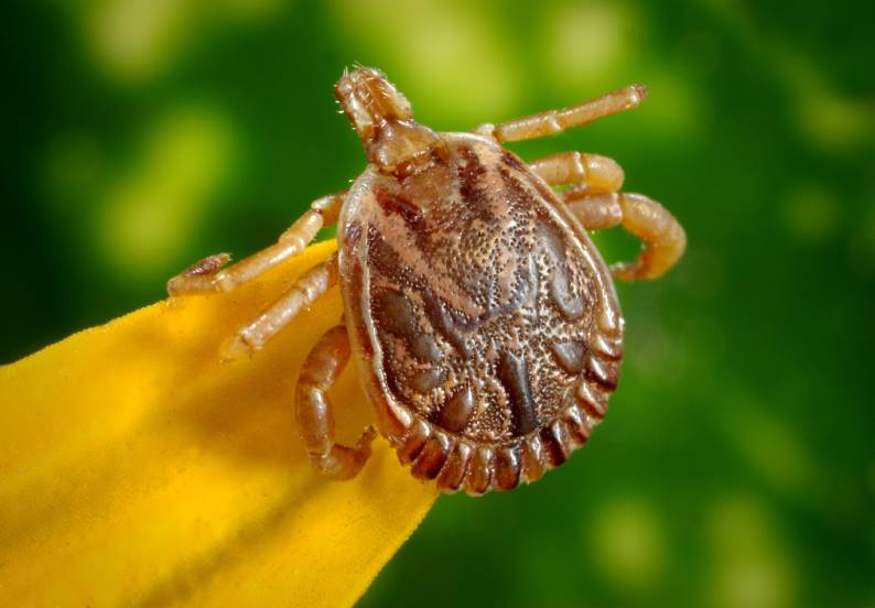 Pet: Facts Tick Infestations