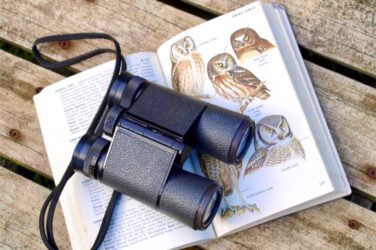 Birdwatching hobby tips