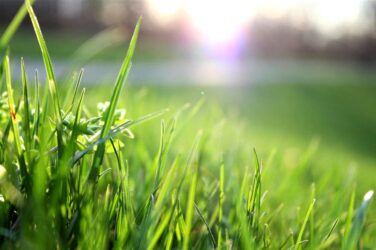 Lawn Lover Easy Tips