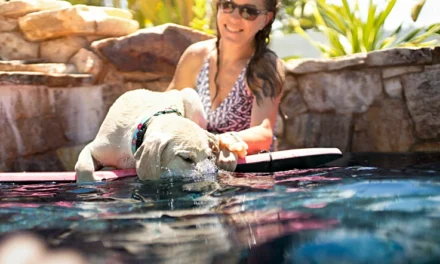 Exploring Miami with Pets: What to Pack, Where to Go, and Where to Stay