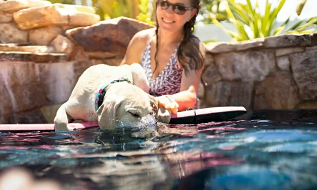 Exploring Miami with Pets: What to Pack, Where to Go, and Where to Stay