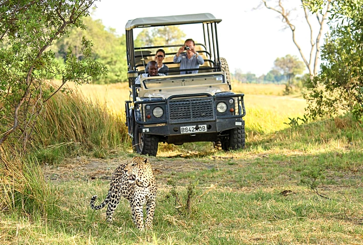 Safari Botswana travel