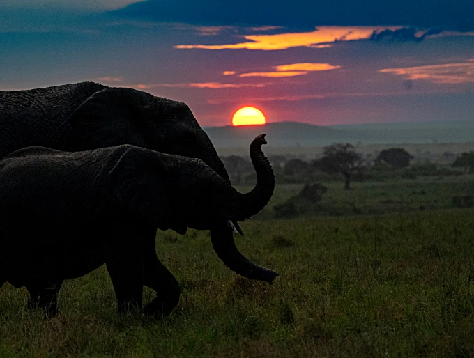 Luxury African Safari tips