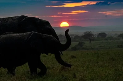 Luxury African Safaris: The New Frontier of Experiential Escape