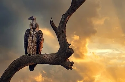Beyond the Big Five: Why Africa’s Most Discerning Travellers Are Looking Up