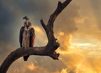 Beyond the Big Five: Why Africa’s Most Discerning Travellers Are Looking Up