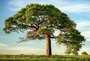 Tree Preservation tips