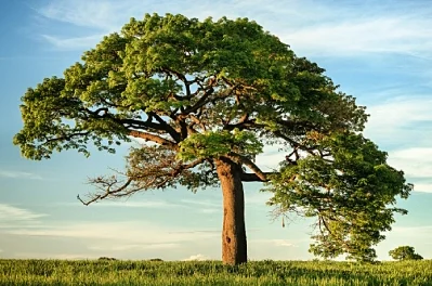 Why Tree Preservation Plans Are Essential for Historic and Mature Landscapes